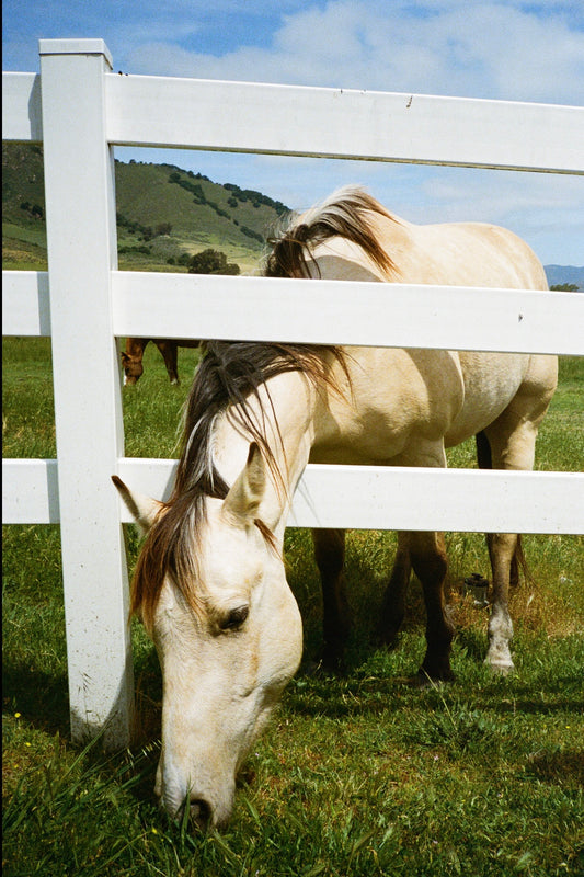 10/10 San Luis Obispo Horse Print