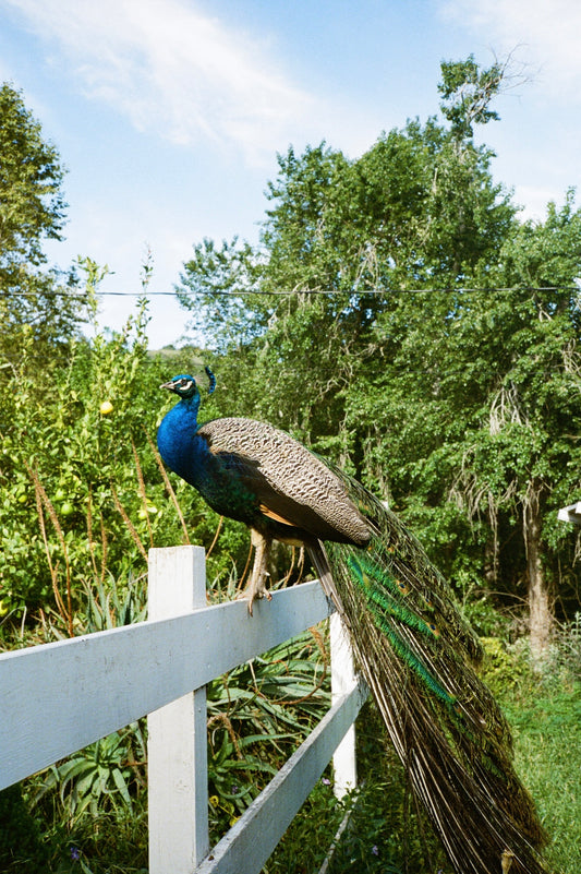 10/10 Peacock Print