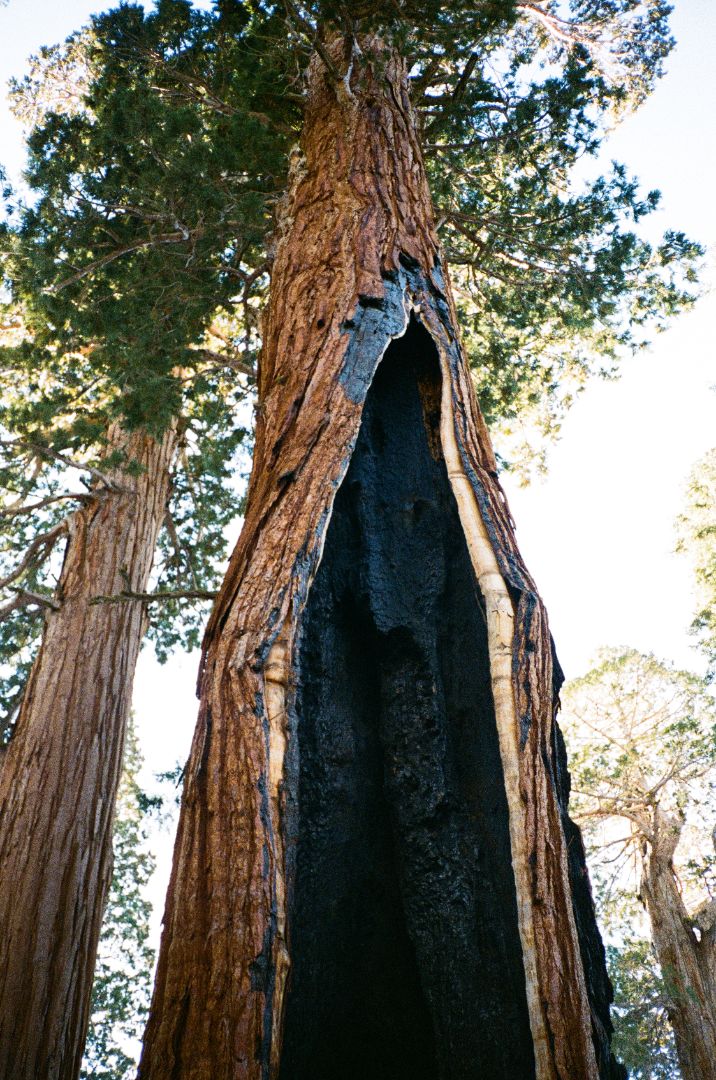 10/10 Sequoia Print